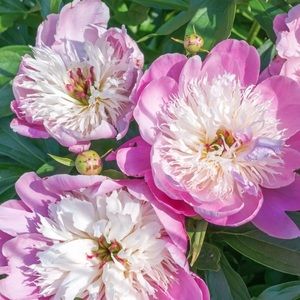 Meet your Posher, Krista